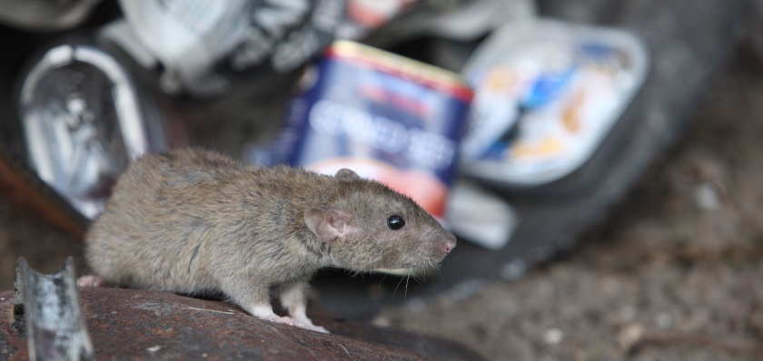 Rats in the bins call a bpca member Rats in the bins call a bpca member